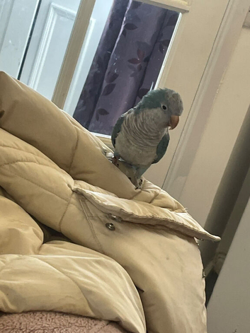 Blue Quaker ex hand tame