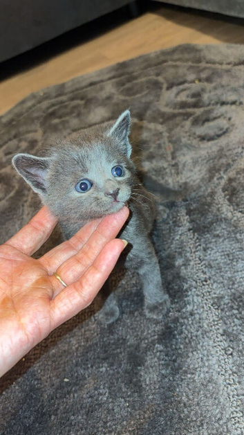READY TO GO! BSH Kittens