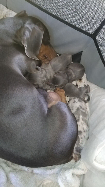 Miniature Dachshund Puppies