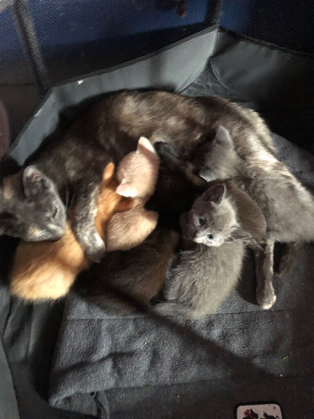 Mixed litter for sale kittens