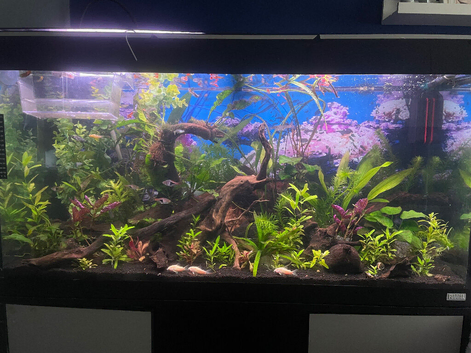 3ft complete aquarium