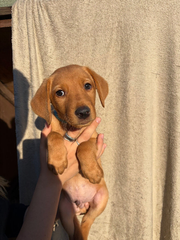 1 Male KC registered Fox Red Labrador READY NOW