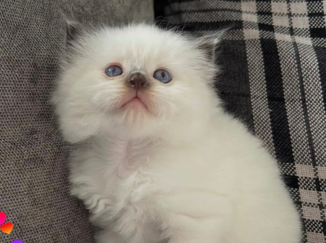 Tica registered Ragdoll
