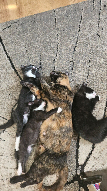2 kittens  loking new house