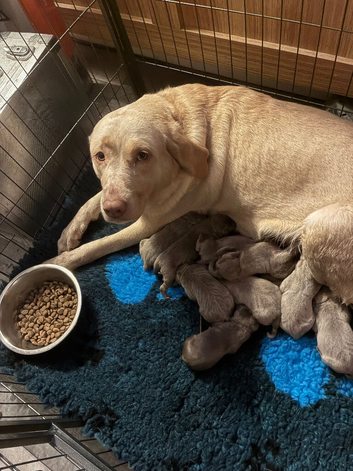 Kc dna clear silver Labrador
