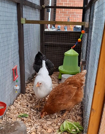 3 egg laying hens