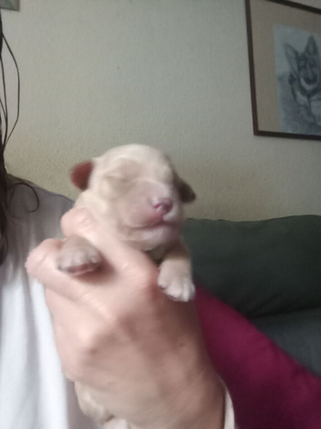 Jackapoo/Cockapoo X Jack  Health tested by DNA Clear mum of genetic issues