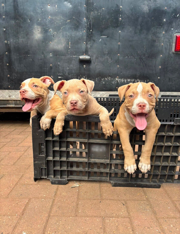 Pocket American bullys