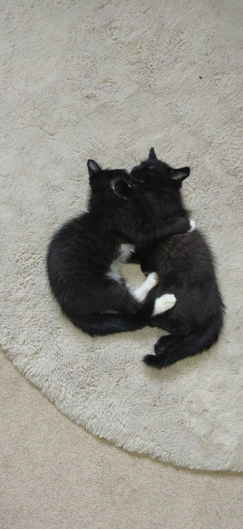 2 ragdoll kittens for sale