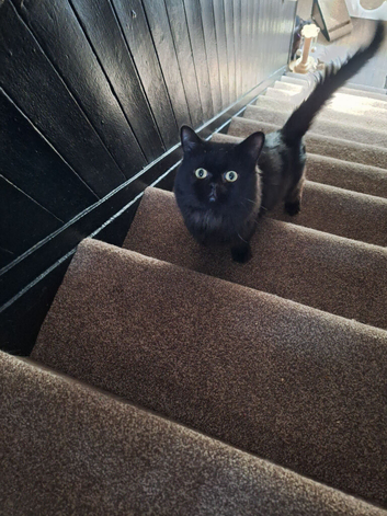 Savannah x male kitten