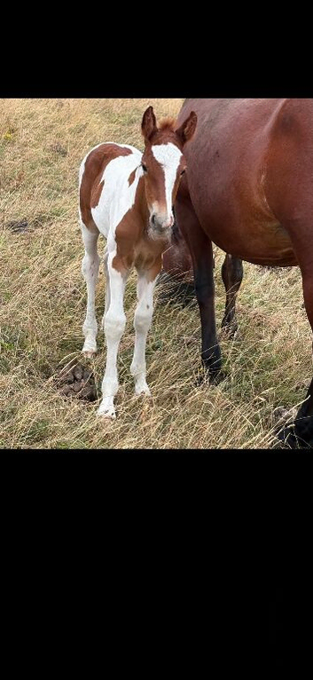 Top class Connemara part bred foal