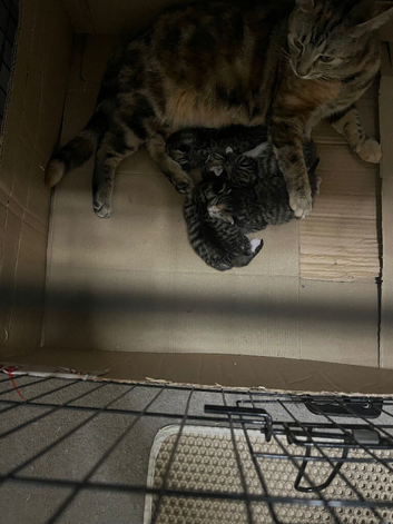 Kittens
