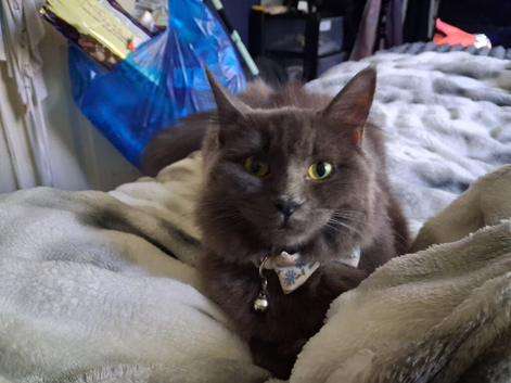 Kitten