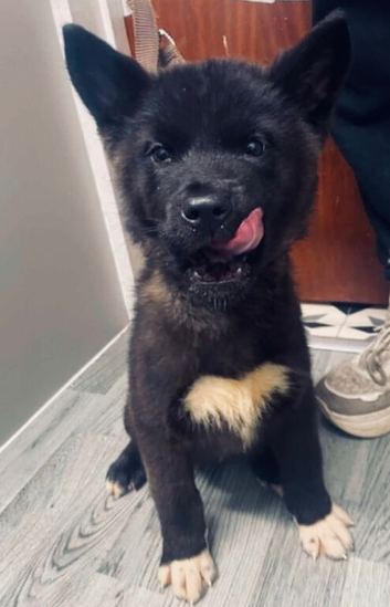 Akita pup