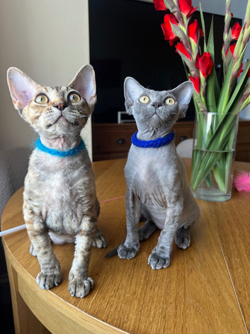 Ready now pedigree Devon Rex