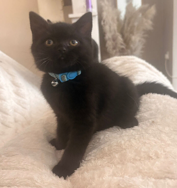 X2 bsh kittens available