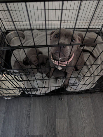 Blue Staffordshire bull terrier puppies for sale