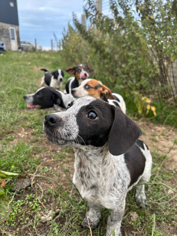 Jack Russell x Cocker Spaniel Puppies