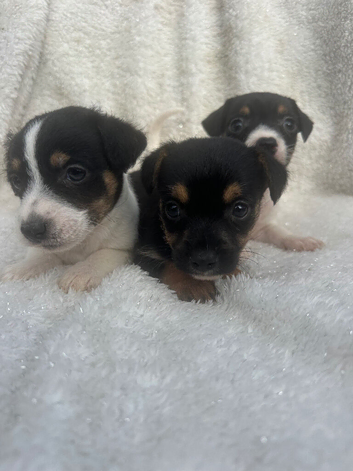 Stunning litter of traditional jackrussel pups