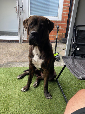 Male Presa Canario