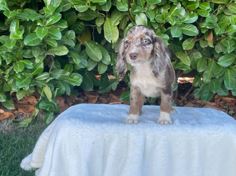 Cocker spaniel