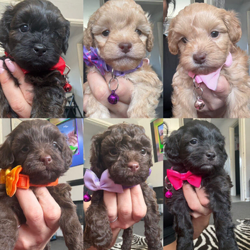 Adorable F1B Shihpoo puppies ready 09/08/26