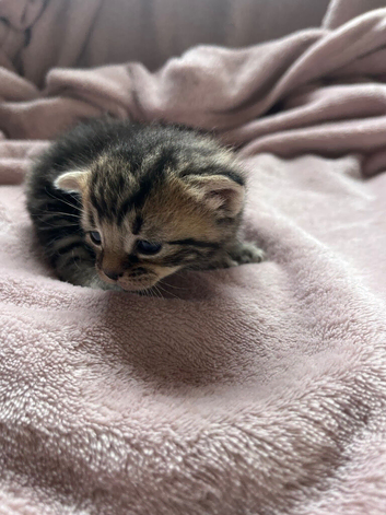3 beautiful kittens