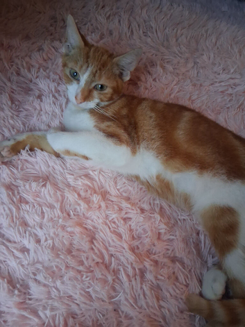 Ginger n white kitten boy