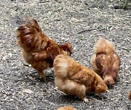 Small gold silkies