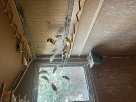 40+ Mixed canaries for sale &pound;15 each or &pound;450 the lot. 88 years old and wan;ts to give up.