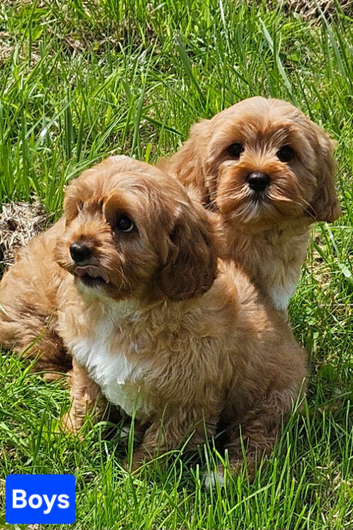 2 Lovely cavapoo male puppies for sale