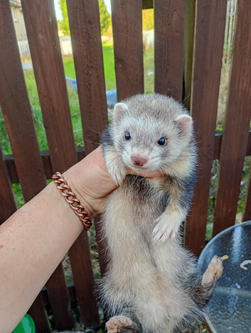 Silver Jill ferret 12 weeks old