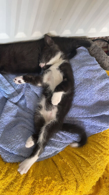 2 boy kittens