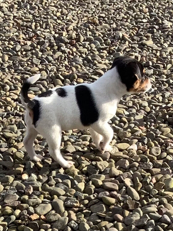 Miniature jack Russell pups for sale