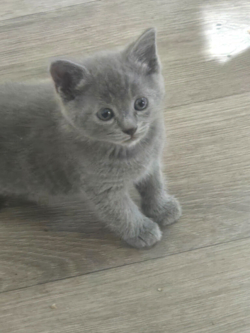 Kitten