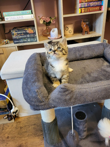 Mixed-syberian-british tabby girls