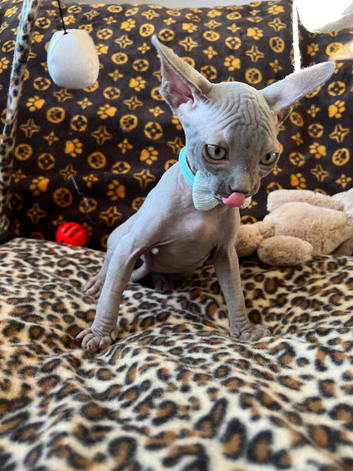Grey sphynx boys