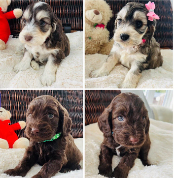 F1 Cockapoo Litter - 1 Girls & 3 Boys Available