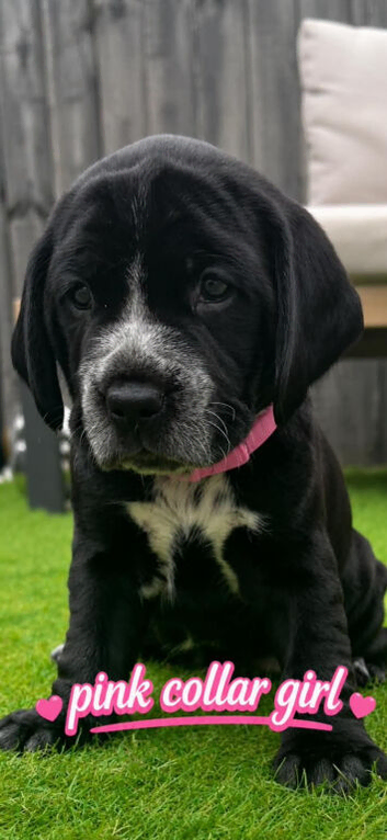 ️ READY NOW  Stunning Staffy x Cocker Spaniel puppies ️