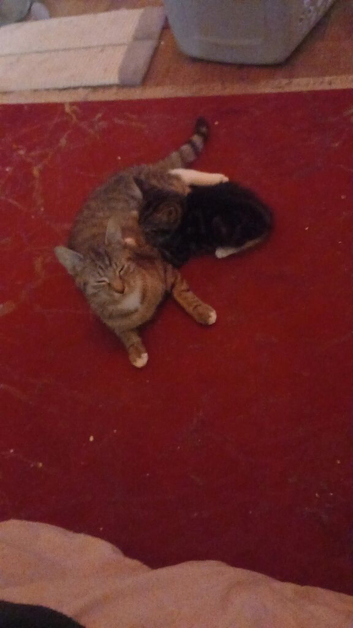 Nelson and Marshmallow