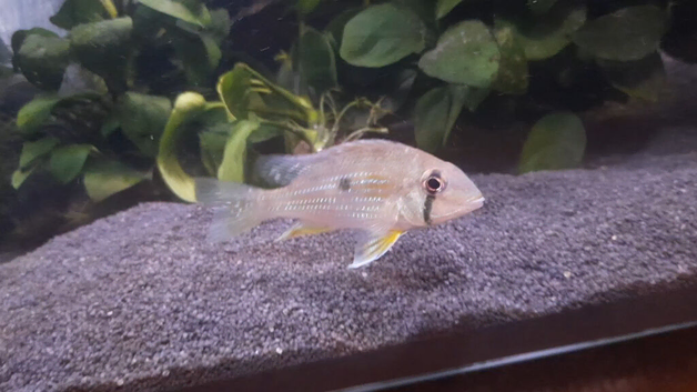 Yellow-striped Orinoco Eartheater