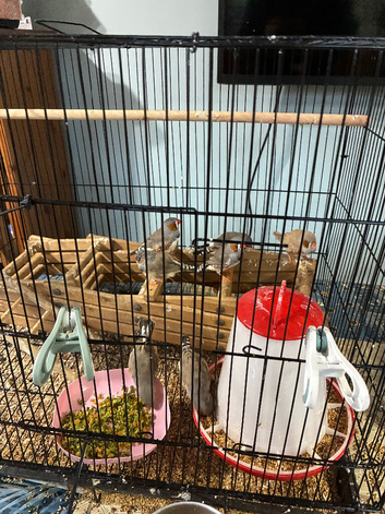 zebra finches