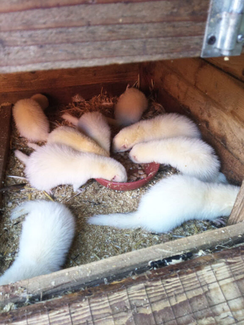 Ferrets for sale