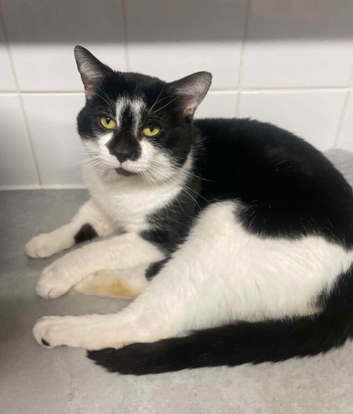 Male cat