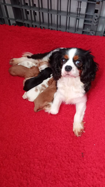 Cavalier king Charles spaniel last boy available