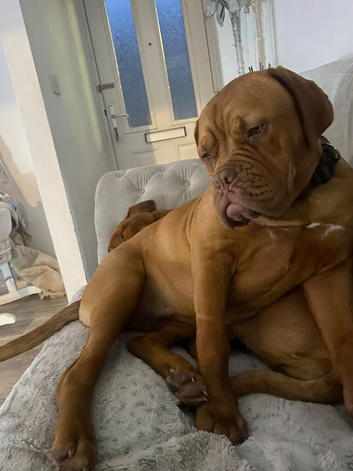 Pick of litter dogue de Bordeaux