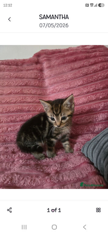 Kittens