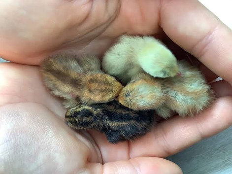 Button Quails day old