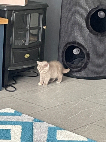 British shorthair for sale