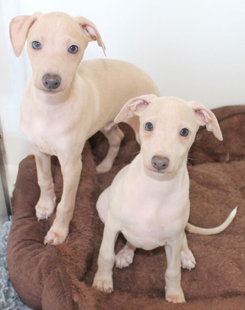 Cream and fawn Italian Greyhound puppies KC Reg